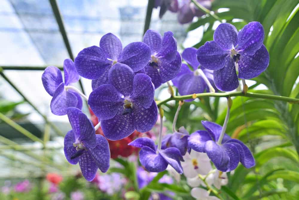 The slipper orchid that stole hearts